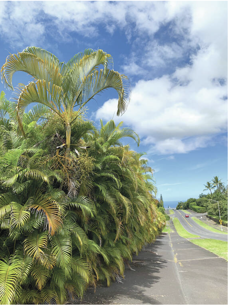 Screening using palms - Kona Cloud Forest